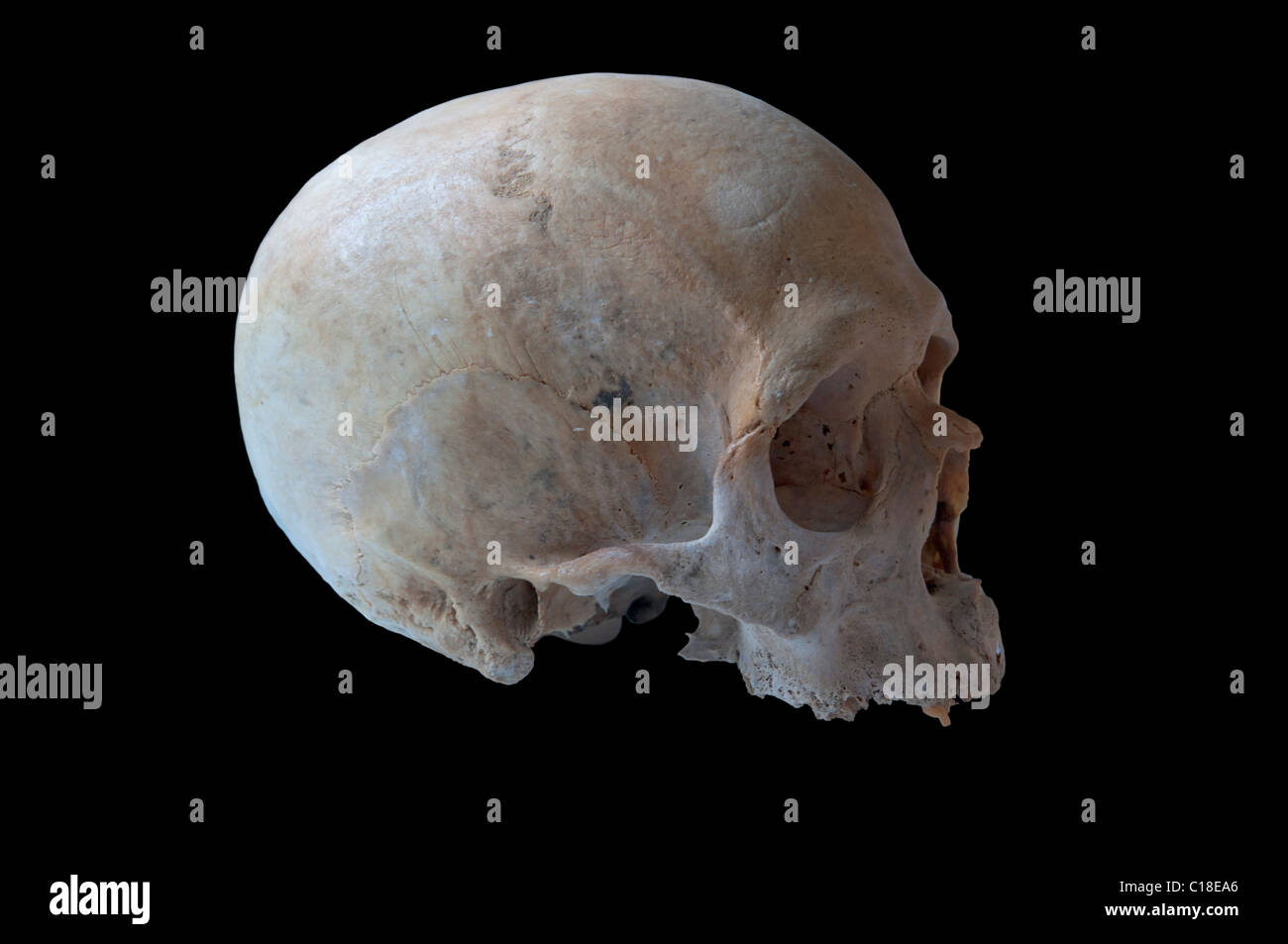 Autentica teschio umano in vista destra isolato in sfondo nero Foto Stock