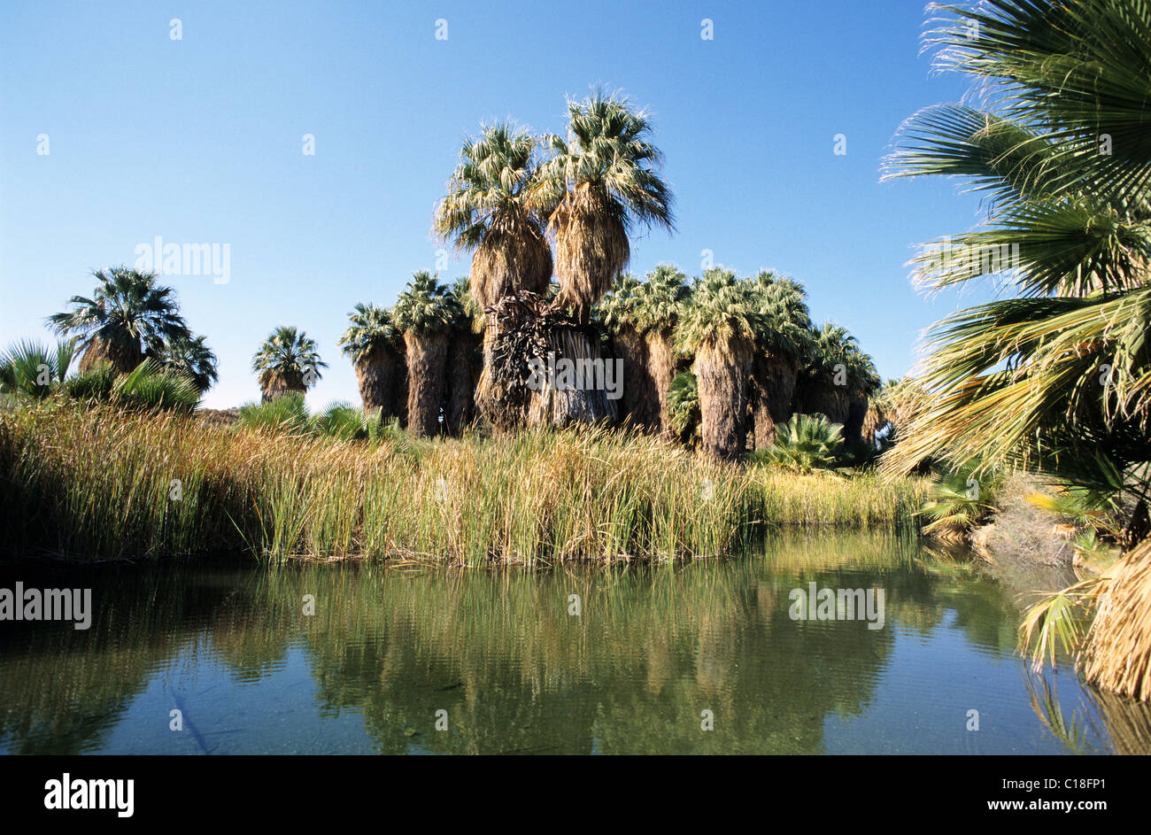 Gli Stati Uniti, California, 29 palme, oasi nel deserto Foto Stock