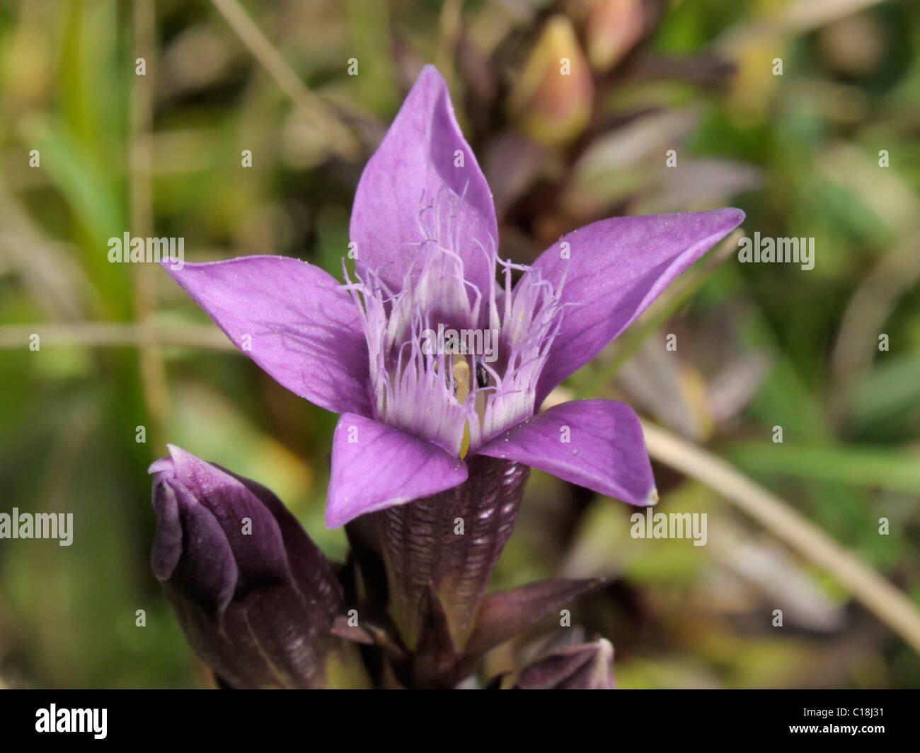 Chiltern Genziana, gentianella germanica Foto Stock