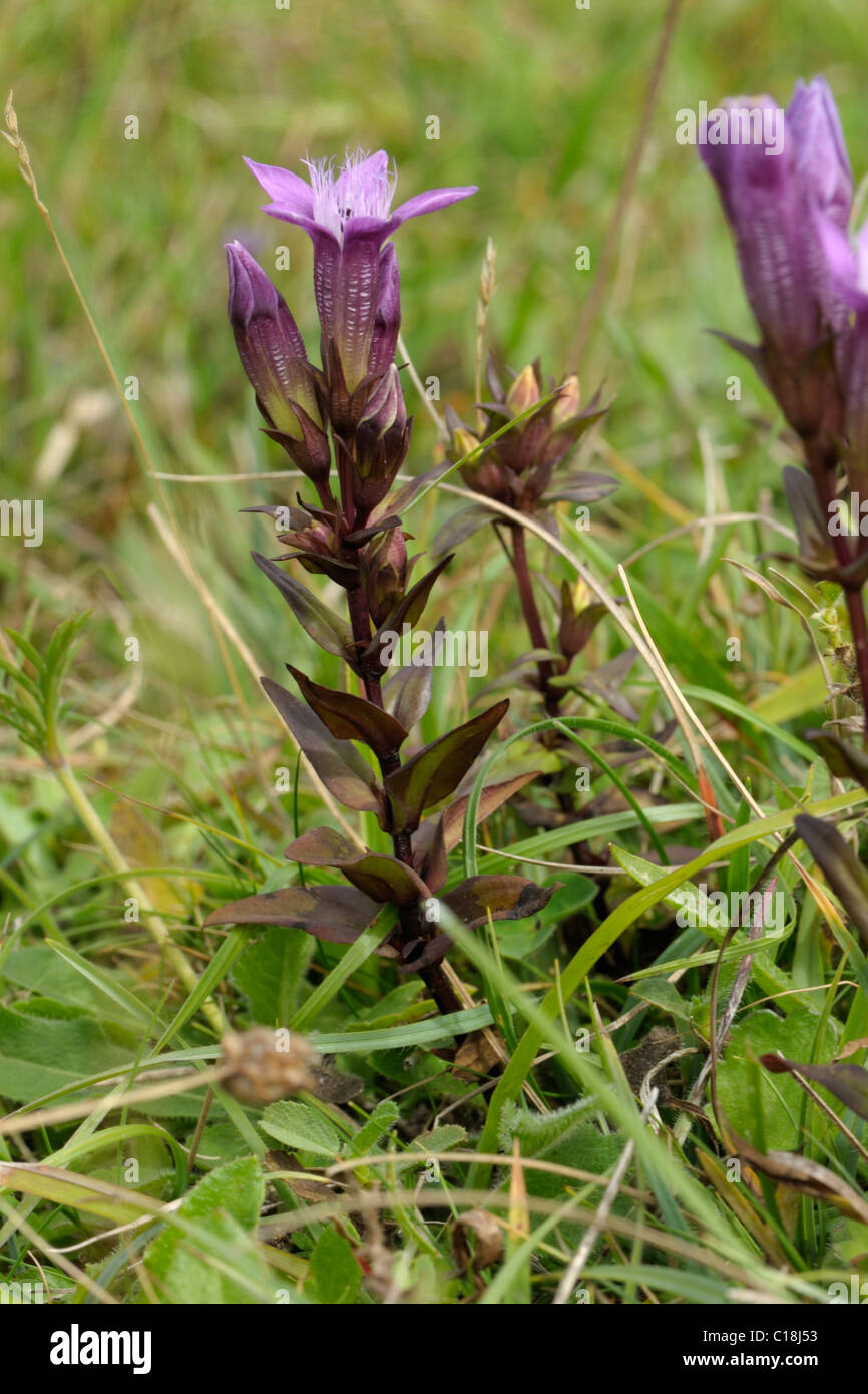 Chiltern Genziana, gentianella germanica Foto Stock