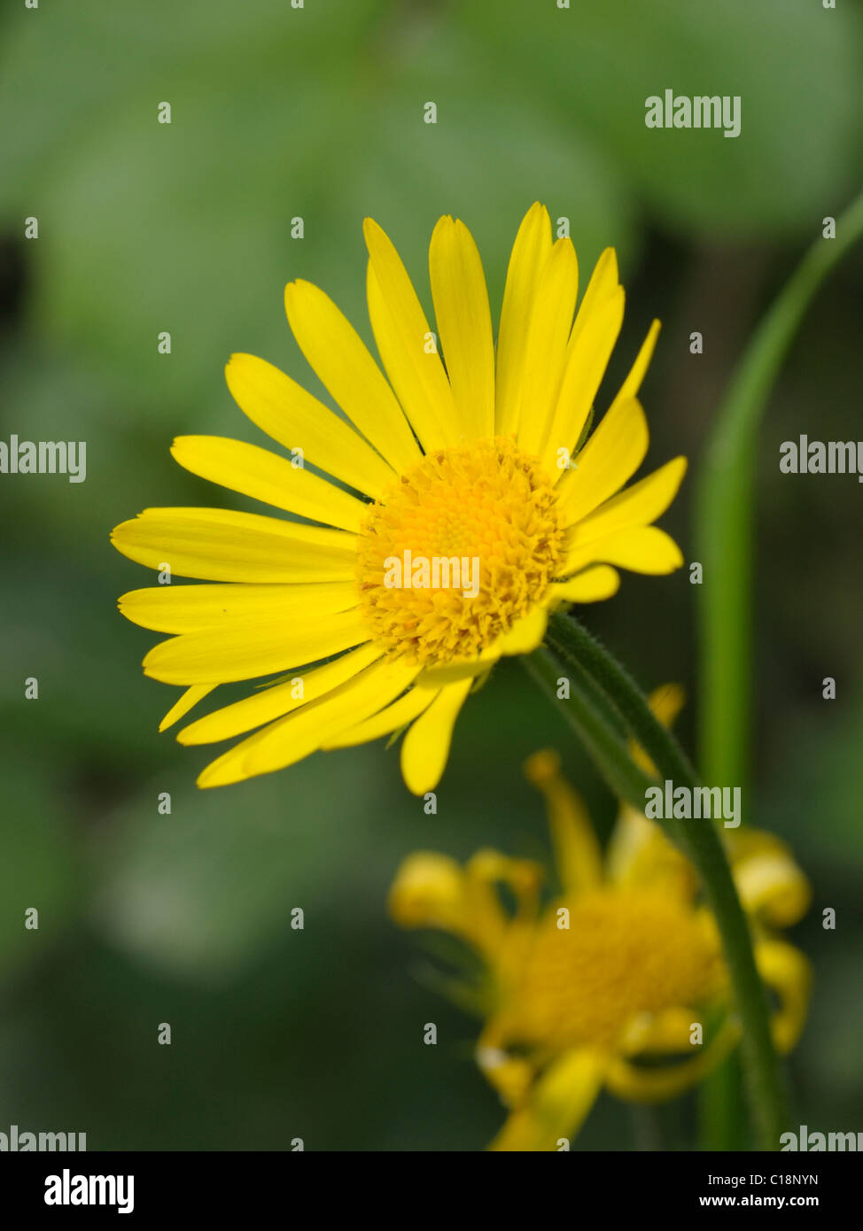 Leopard's-bane, doronicum pardalianches Foto Stock