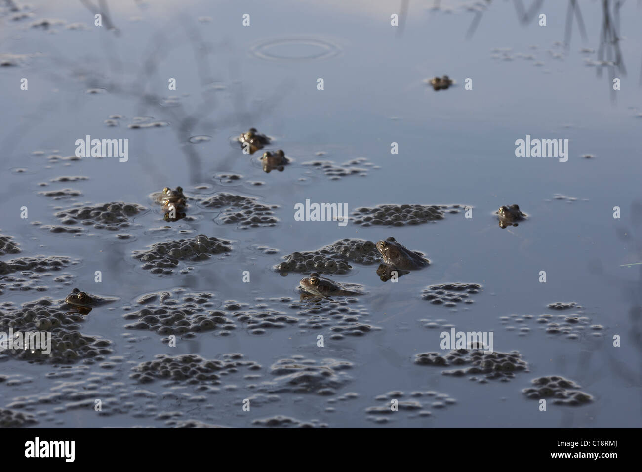 Le rane Rana temporaria e rana spawn, Allerthorpe comune, East Yorkshire, Regno Unito Foto Stock