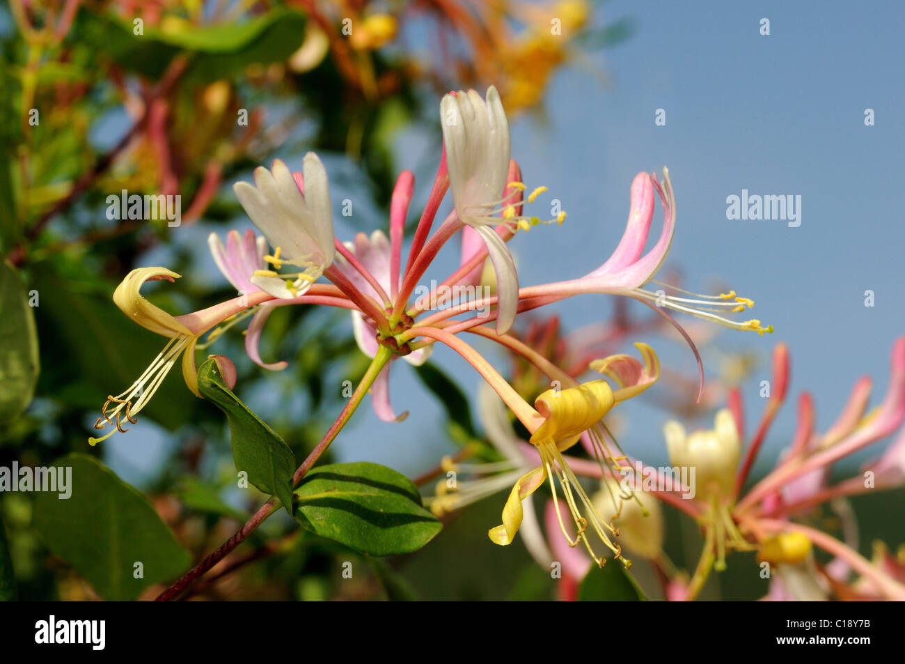 Caprifoglio europea (Lonicera periclymenum), fiorisce Foto Stock