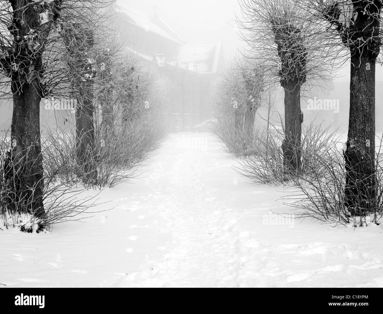 Inverno alberi nella neve. Shaftesbury. L'inverno. Foto Stock