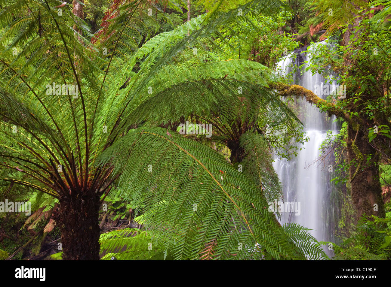 Beauchamp Falls, Otway Forest Park, Victoria, Australia Foto Stock
