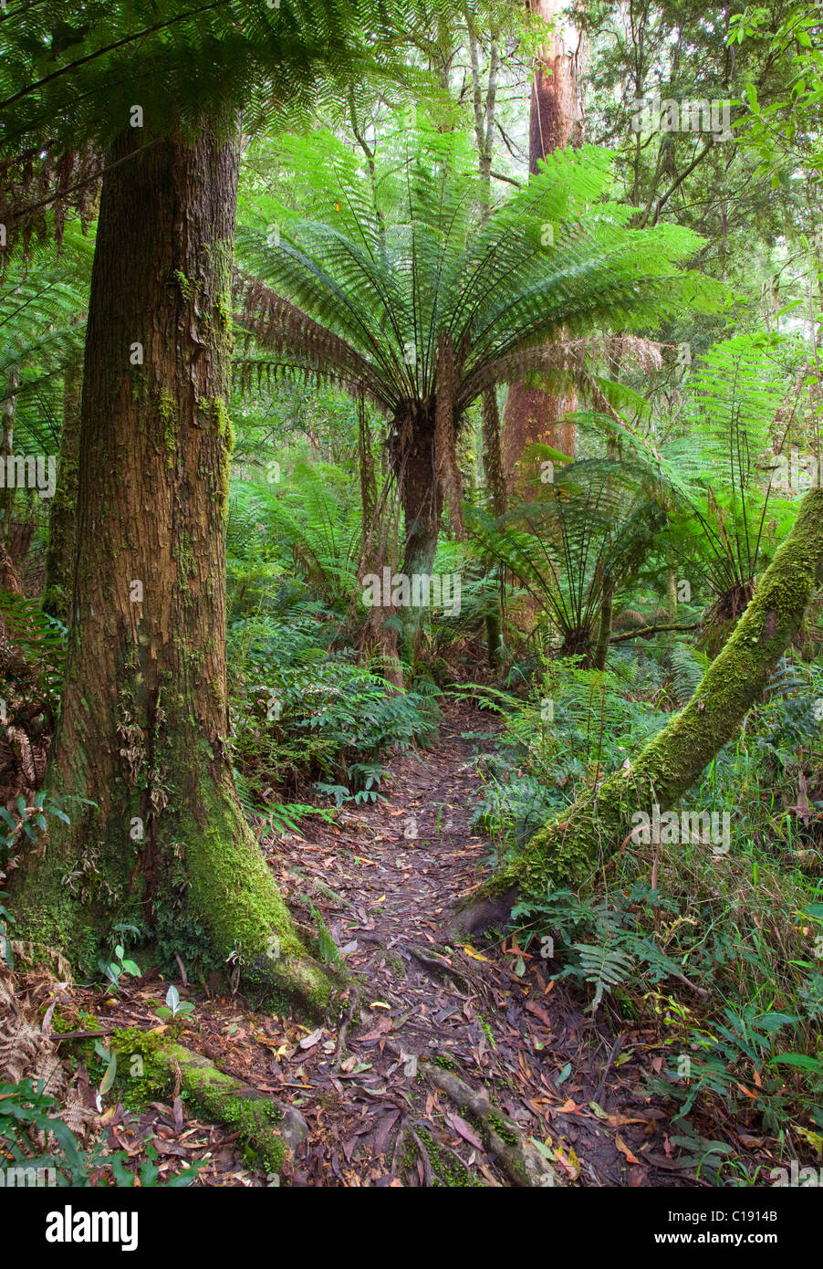 Via a piedi attraverso la foresta pluviale temperata, grande Otway National Park, Victoria, Australia Foto Stock