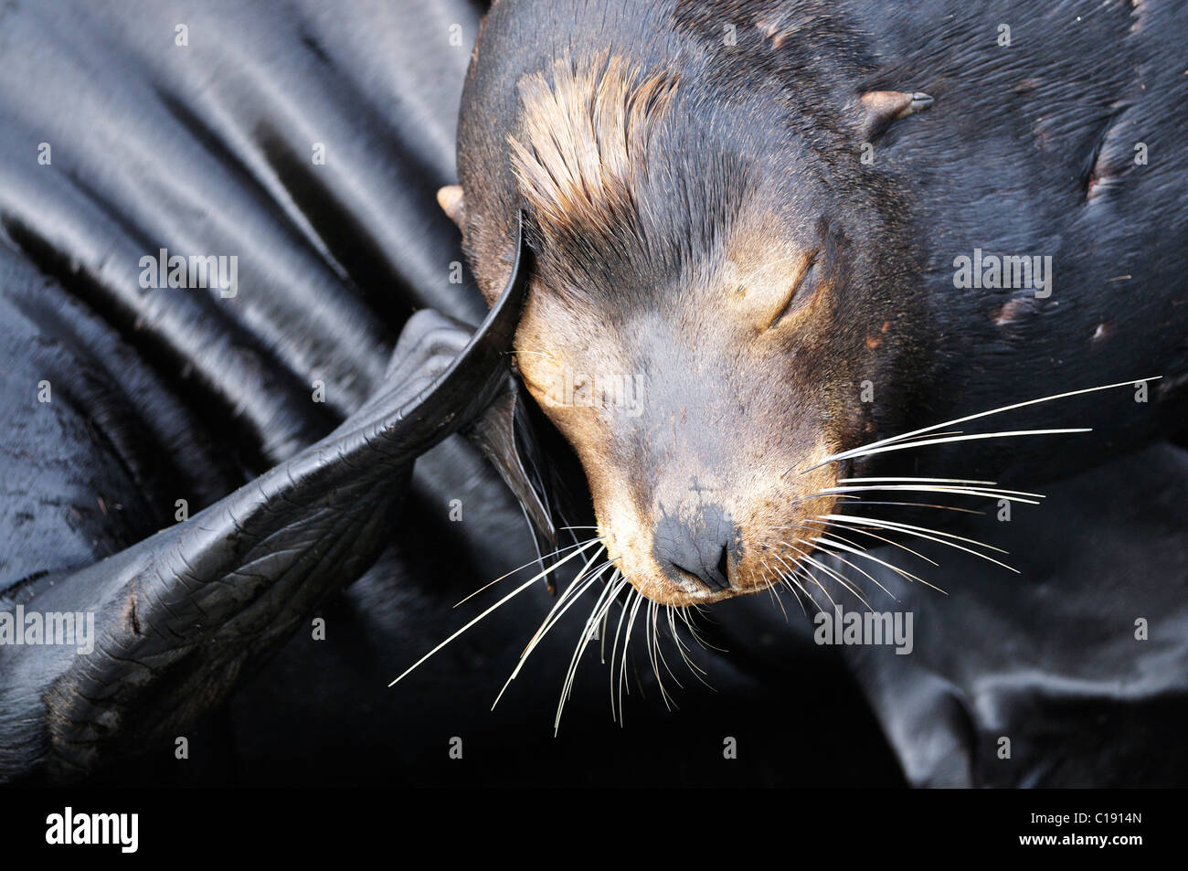 Steller o Northern Sea Lion (Eumetopias jubatus), graffiatura, Oregon, Stati Uniti d'America Foto Stock