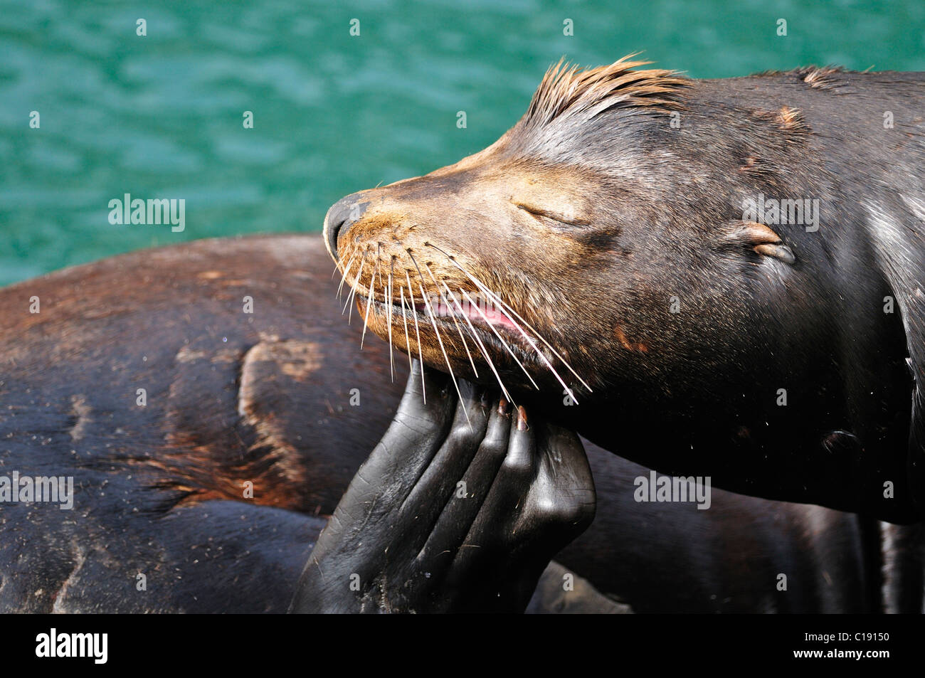 Steller o Northern Sea Lion (Eumetopias jubatus), graffiatura, Oregon, Stati Uniti d'America Foto Stock