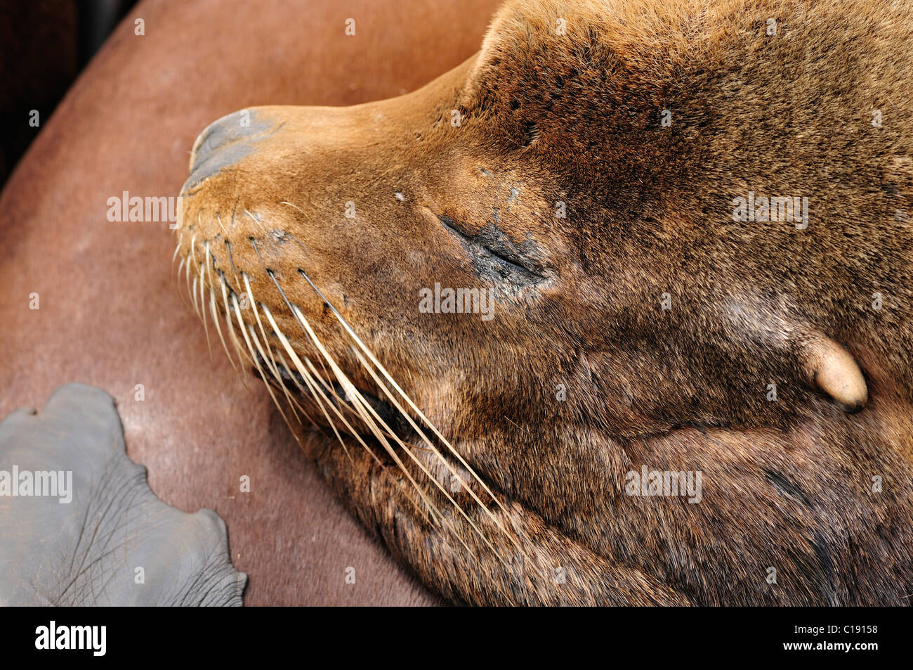 Steller o Northern Sea Lion (Eumetopias jubatus), rilassante, Oregon, Stati Uniti d'America Foto Stock