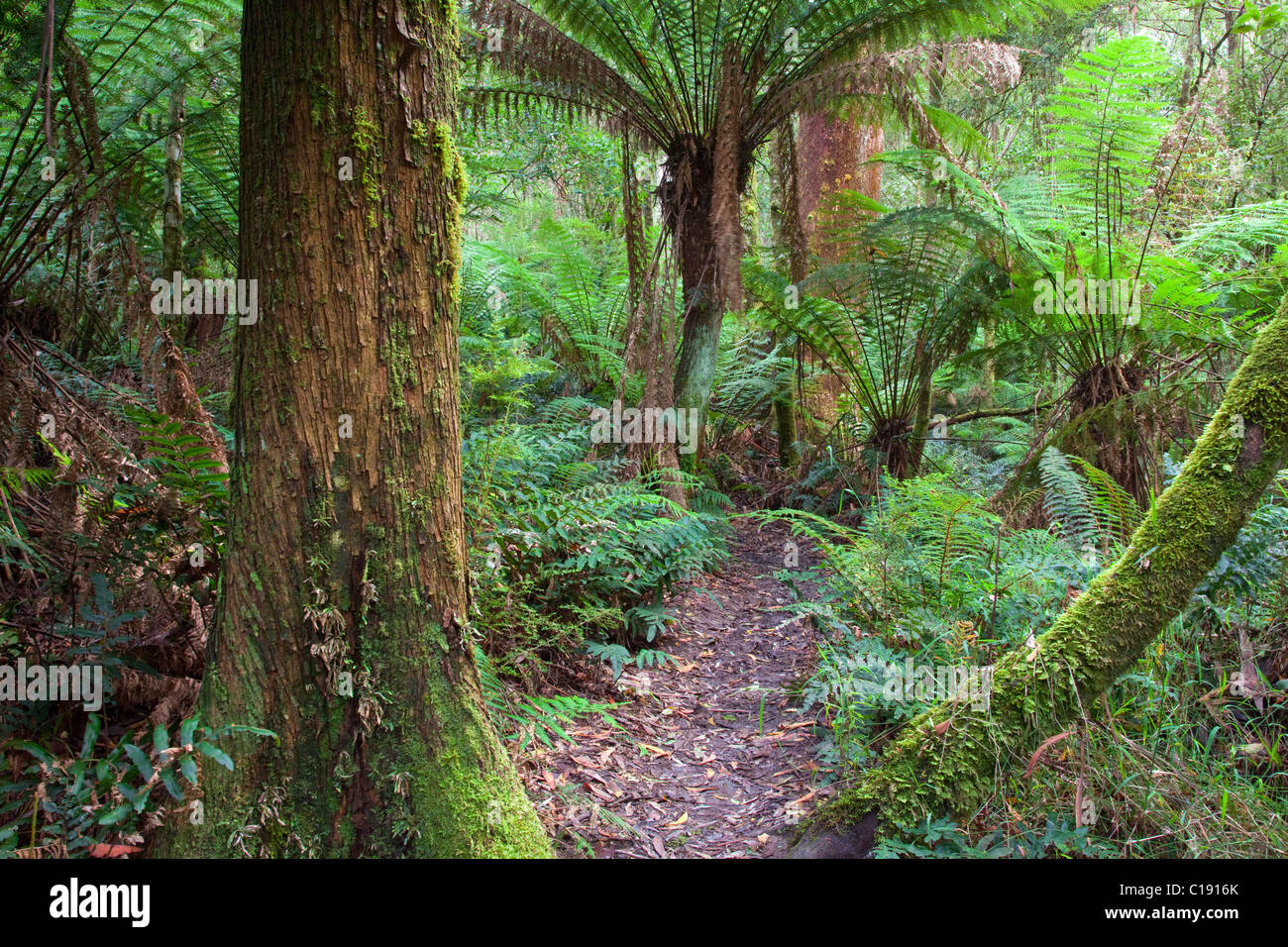 Via a piedi attraverso la foresta pluviale temperata, grande Otway National Park, Victoria, Australia Foto Stock
