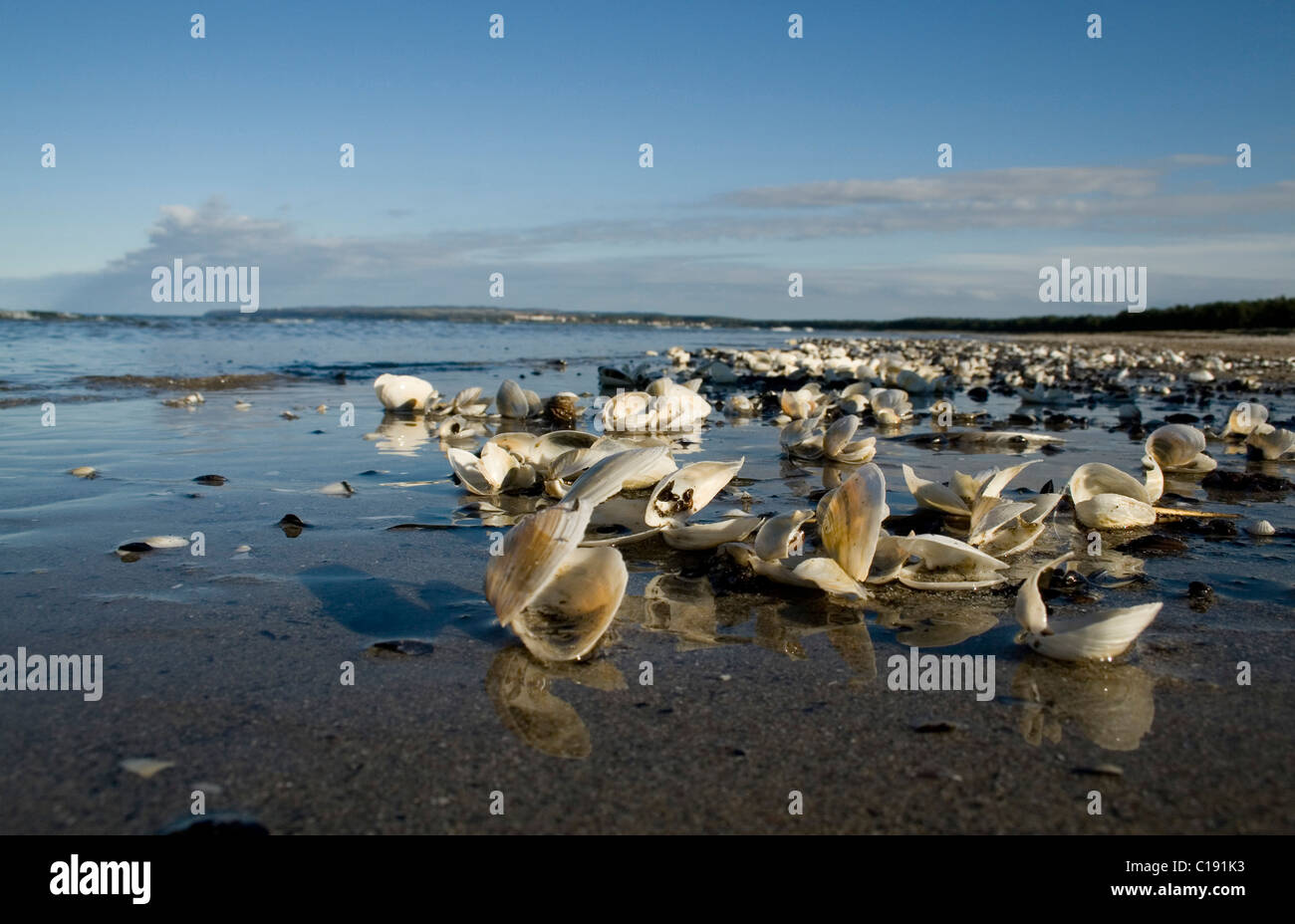 Conchiglie sulla spiaggia, Ruegen Isola, Meclemburgo-Pomerania Occidentale, Germania, Europa Foto Stock