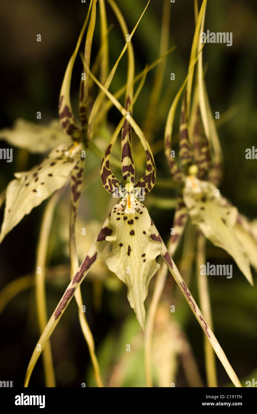 Orchidea di ragno Foto Stock