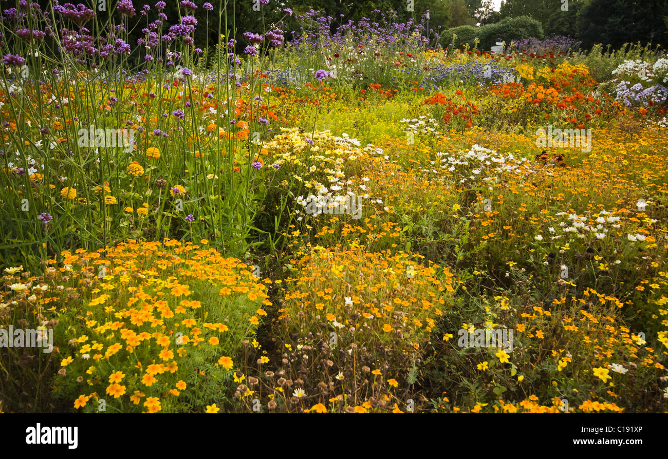 Un variopinto letto di fiori Foto Stock