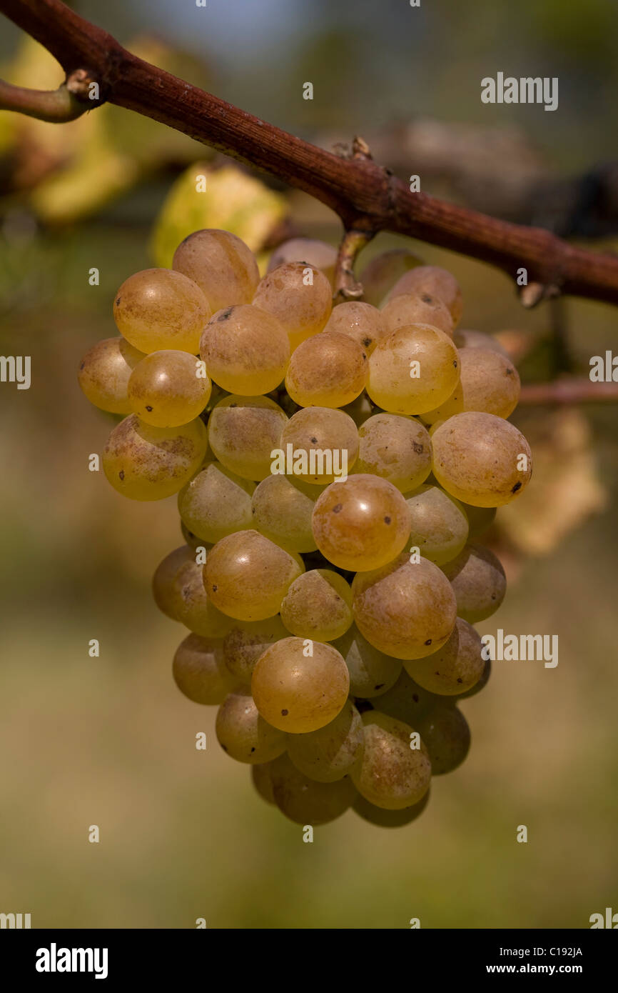 Trajadura uve per Anselmo Mendes' Vinho Verde vino, in un vigneto del Pazo d'Anha, area del Minho, Portogallo del Nord regione Foto Stock