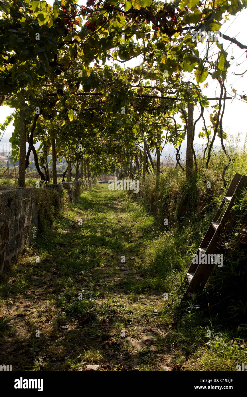 Pazo d'Anha vigneto, coltivazione di uve Trajadura per Anselmo Mendes' Vinho Verde vino, area del Minho, Portogallo del Nord regione Foto Stock