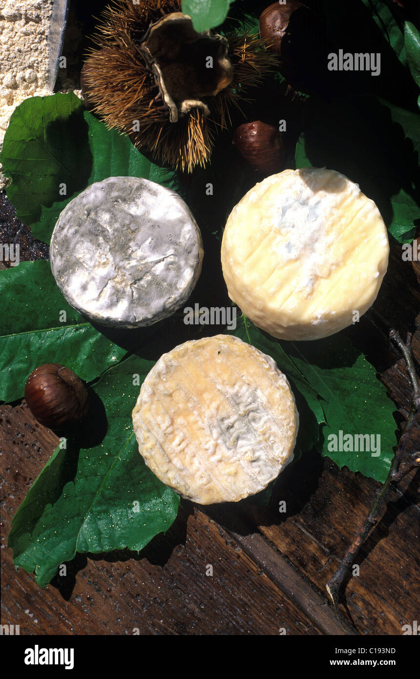 Francia, Lozère, regione di Cevennes, Pelardons (formaggio di capra), realizzato dalla famiglia Tadusse Foto Stock