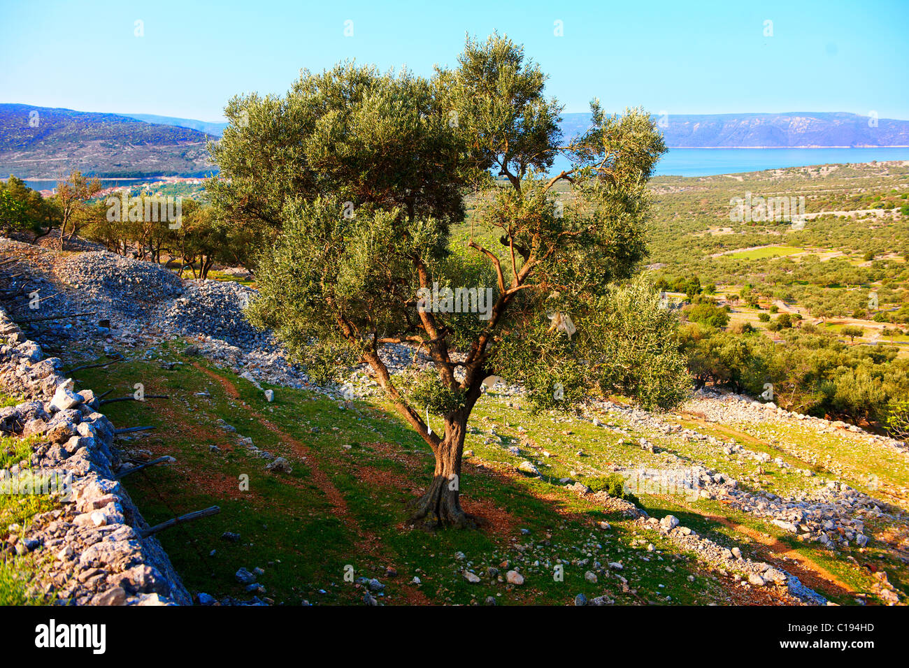 Antica campi e oliveti sopra la città di Cherso, isola di Cres, Croazia Foto Stock