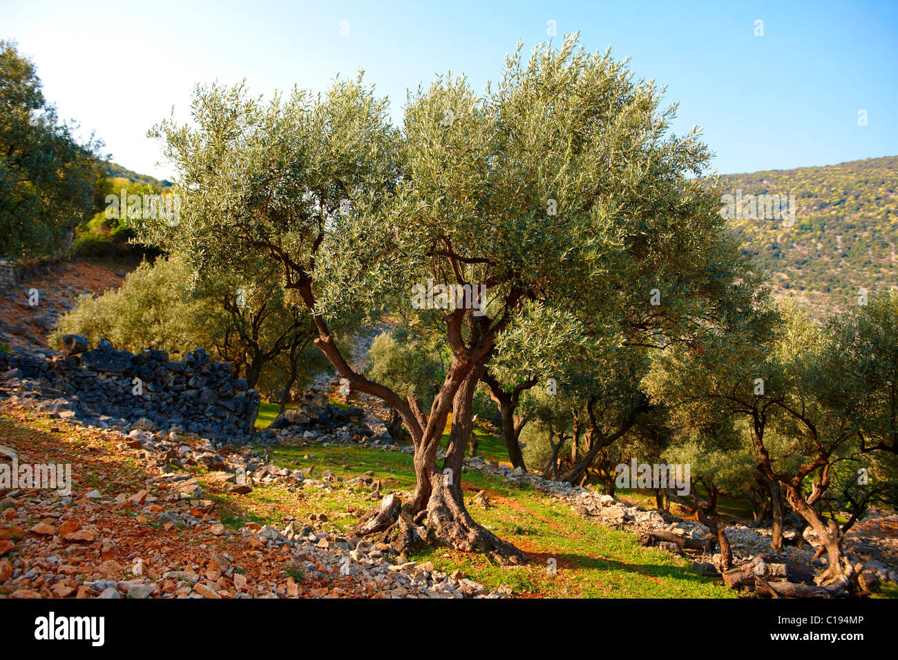 Antica campi e oliveti sopra la città di Cherso, isola di Cres, Croazia Foto Stock