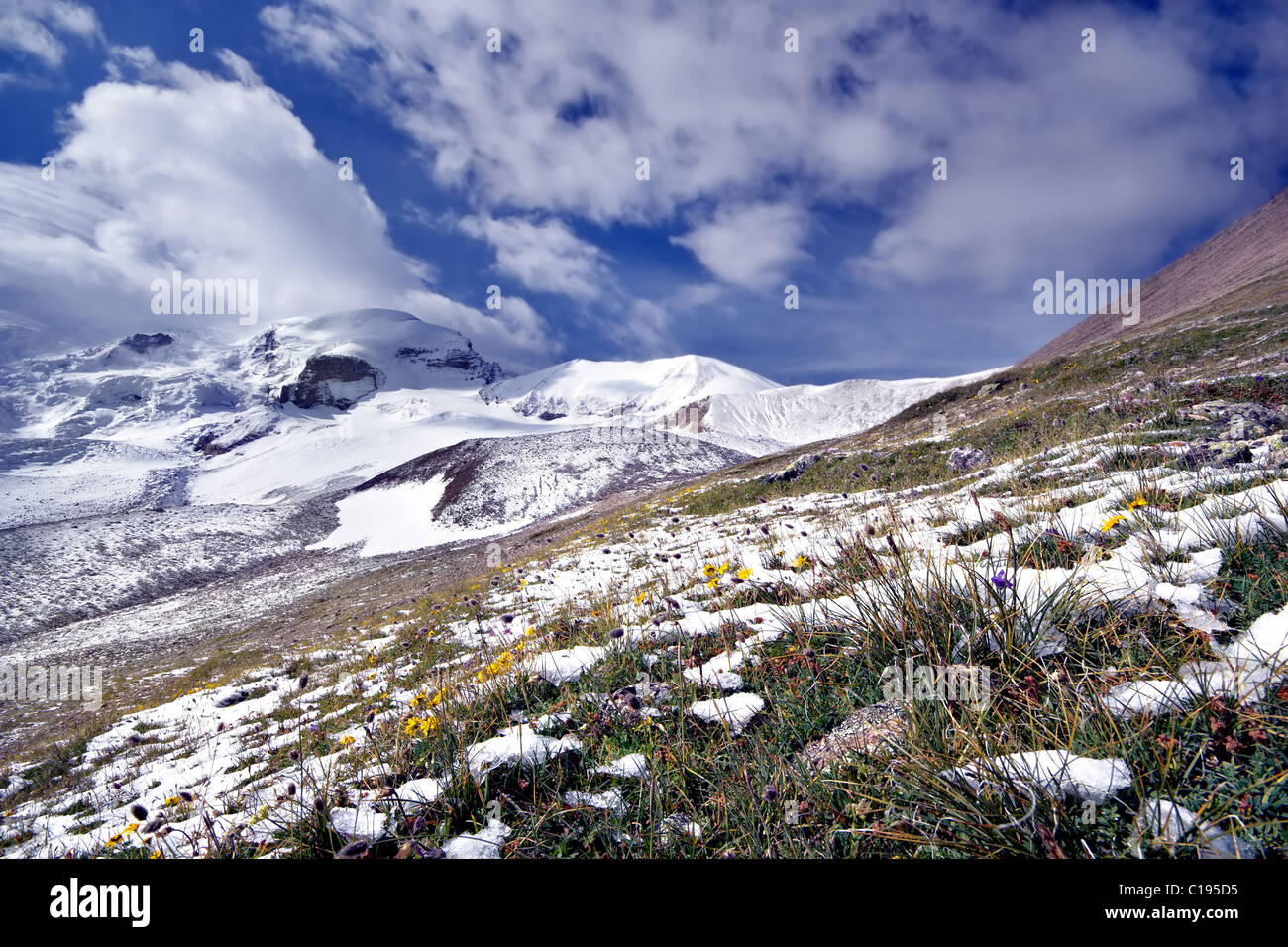 Fiori in neve contro le montagne ricoperte di neve e cielo blu con nuvole. Montagne del Caucaso. Asia. Kabardino-Balkaria. Foto Stock