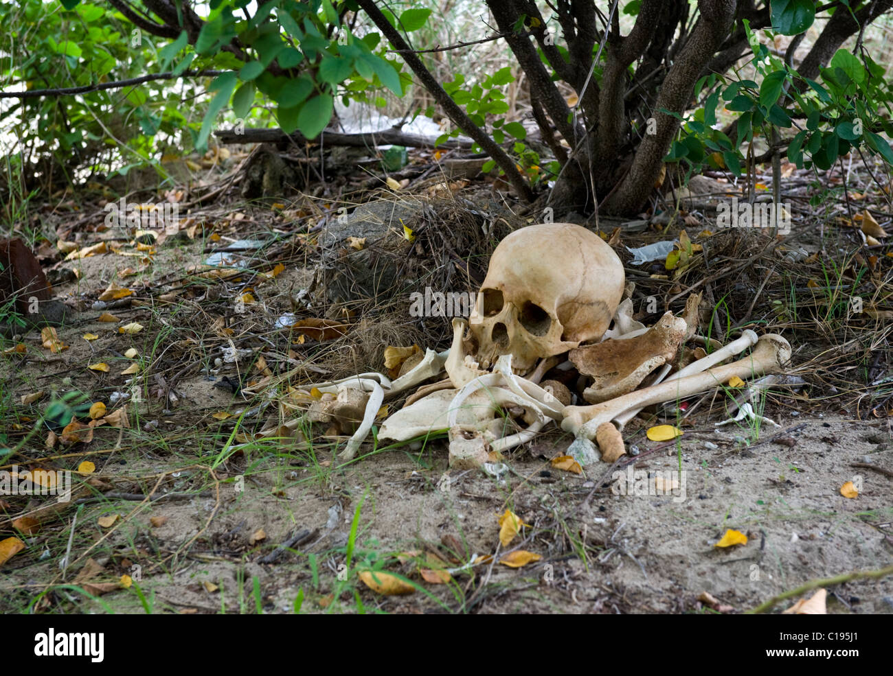 Visto sull'isola disabitata chiamato Isola Menjangan, una pila di unidentified ossa umane lay sotto un albero vicino alla spiaggia. Foto Stock