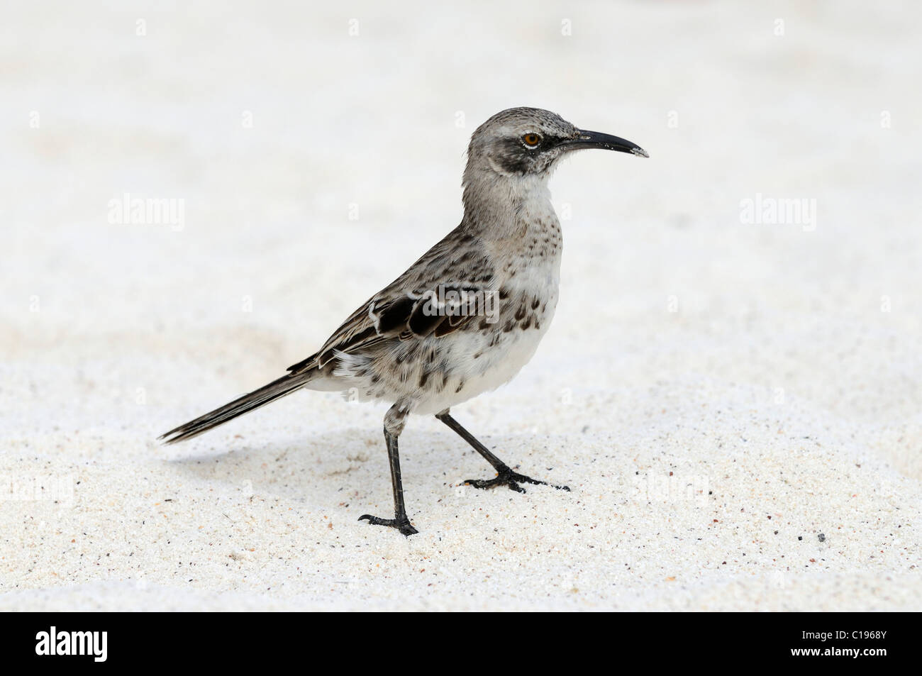 Il cofano Mockingbird (Nesomimus macdonaldi), all'Isola Espanola, Galapagos, Ecuador, Sud America Foto Stock