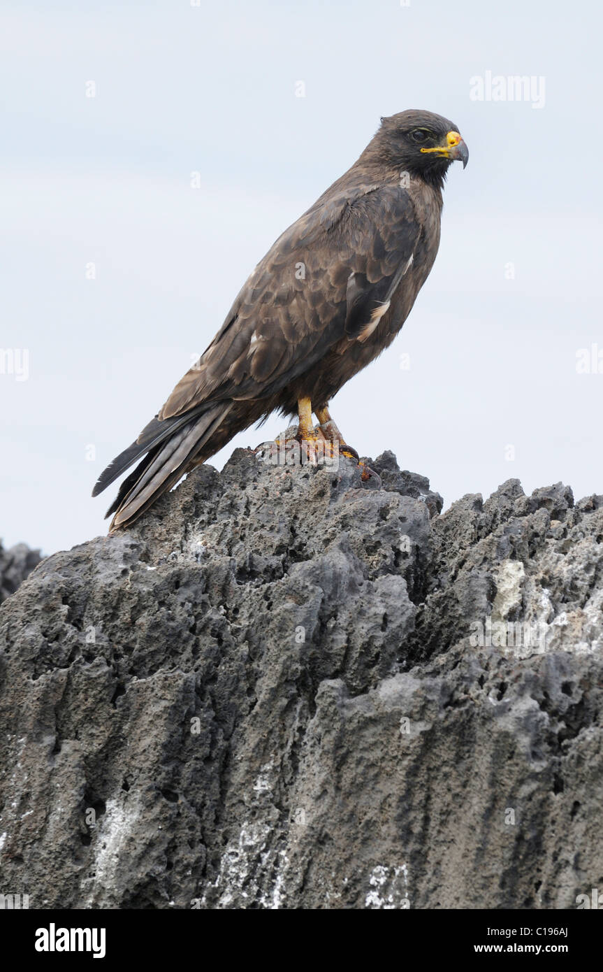 Galapagos Hawk, (Buteo galapagoensis), all'Isola Espanola, Galapagos, Ecuador, Sud America Foto Stock