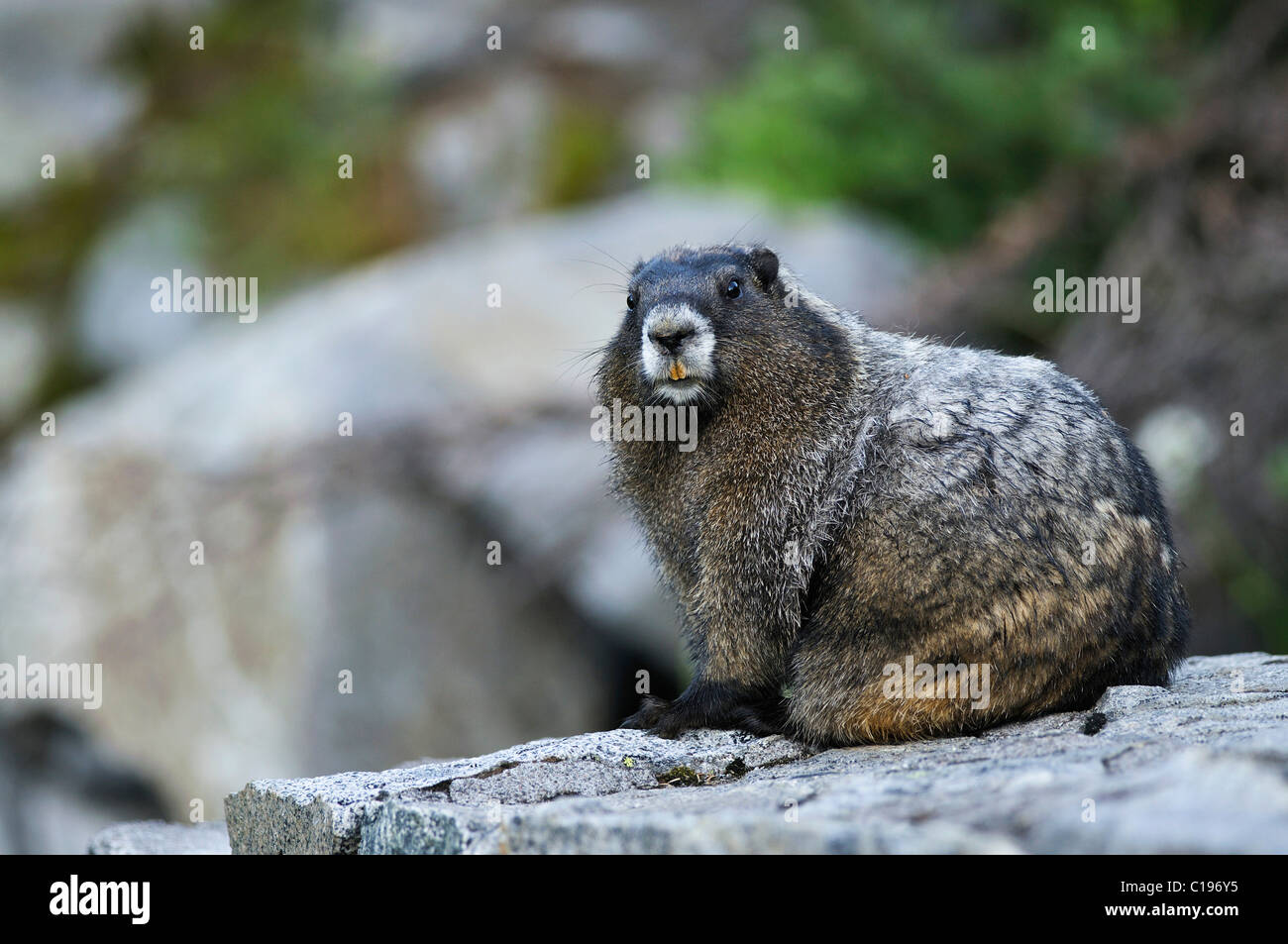 Marmotta di ventre giallo (Marmota flaviventris) su una roccia, il Parco Nazionale del Monte Rainier, Washington, USA, America del Nord Foto Stock