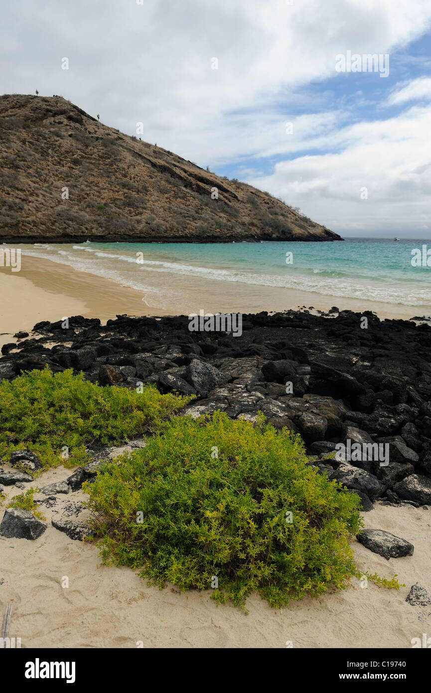 Spiaggia di sabbia bianca sul lato orientale di Punta Cormoran, dove tartarughe marine verdi preferiscono nido, isola Floreana, Galapagos Foto Stock