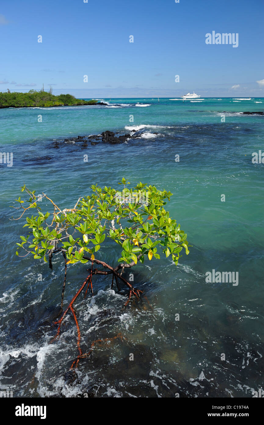 Mangrovie delle galapagos immagini e fotografie stock ad alta risoluzione -  Alamy