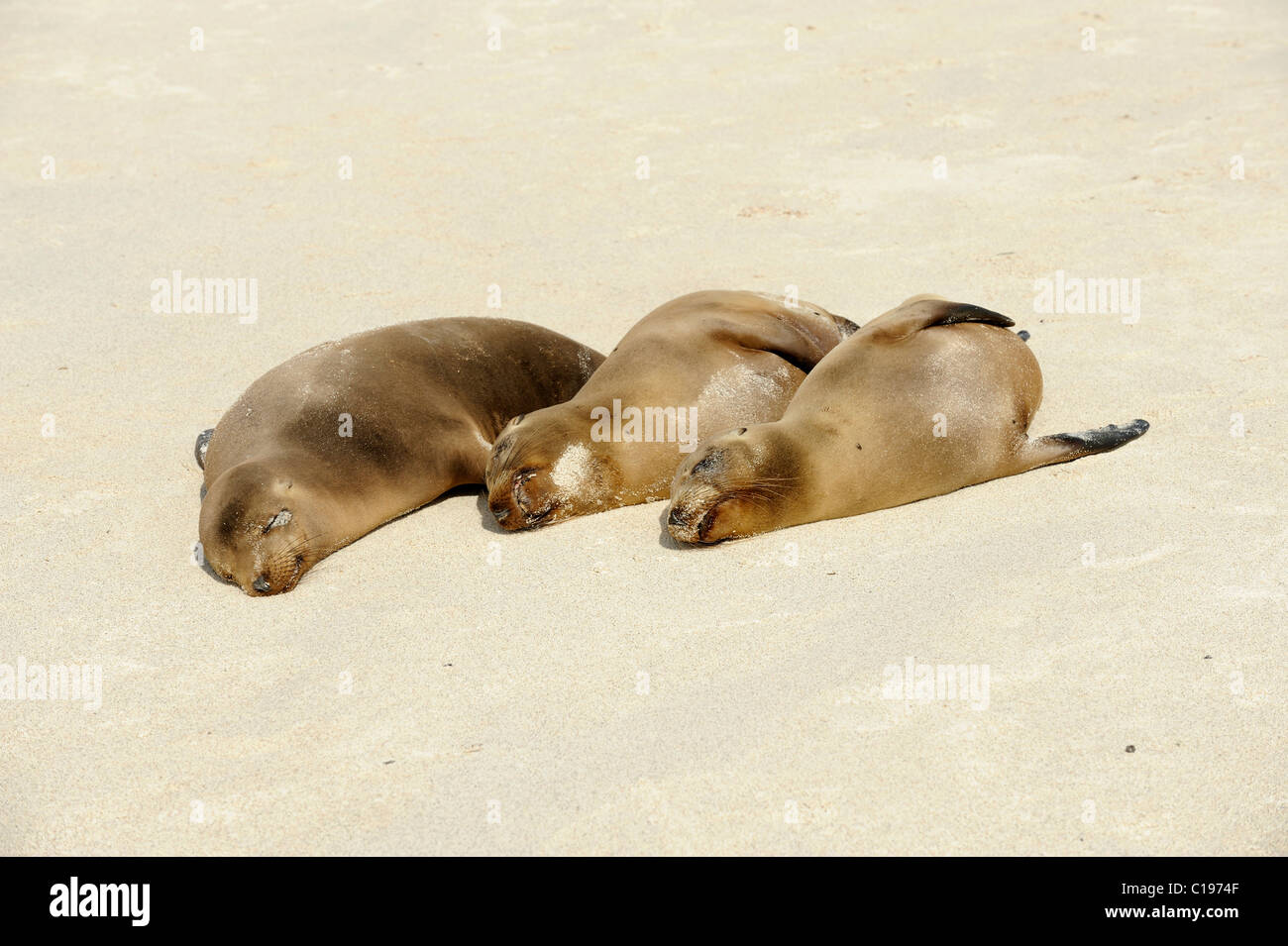 Le Galapagos i leoni di mare (Zalophus wollebaeki), all'Isola Espanola, Galapagos, Ecuador, Sud America Foto Stock