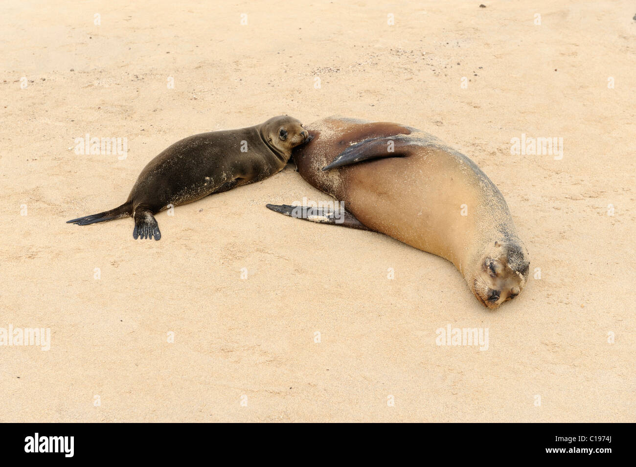 Le Galapagos Sea Lion (Zalophus wollebaeki) cub lattante sua madre, all'Isola Espanola, Galapagos, Ecuador, Sud America Foto Stock