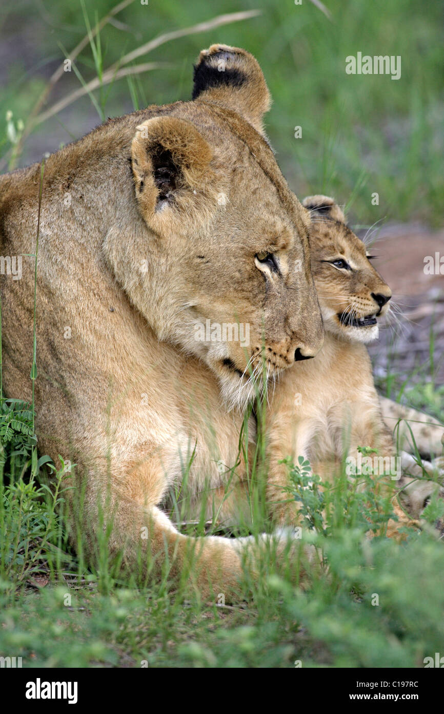 Lion (Panther leo), leonessa e cub interazione sociale, Sabi Sand Game Reserve, Sud Africa Foto Stock