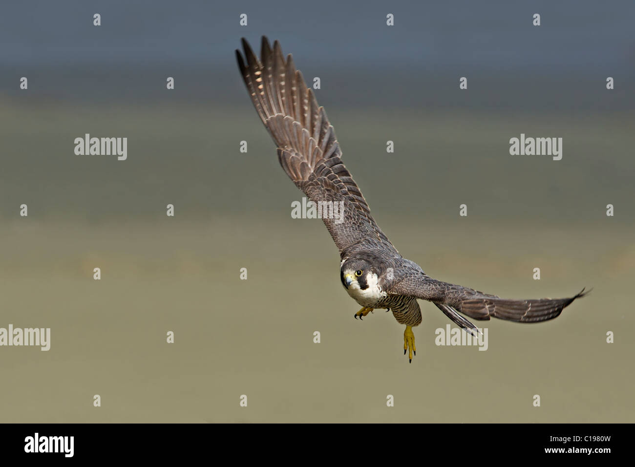 Falco Pellegrino In Volo Foto Immagine Stock 35239257 Alamy