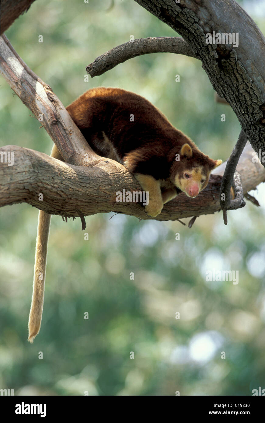 Matschie's Tree-canguro o di Huon Tree-kangaroo (Dendrolagus matschiei), adulto in un albero, nativo di Nuova Guinea Foto Stock