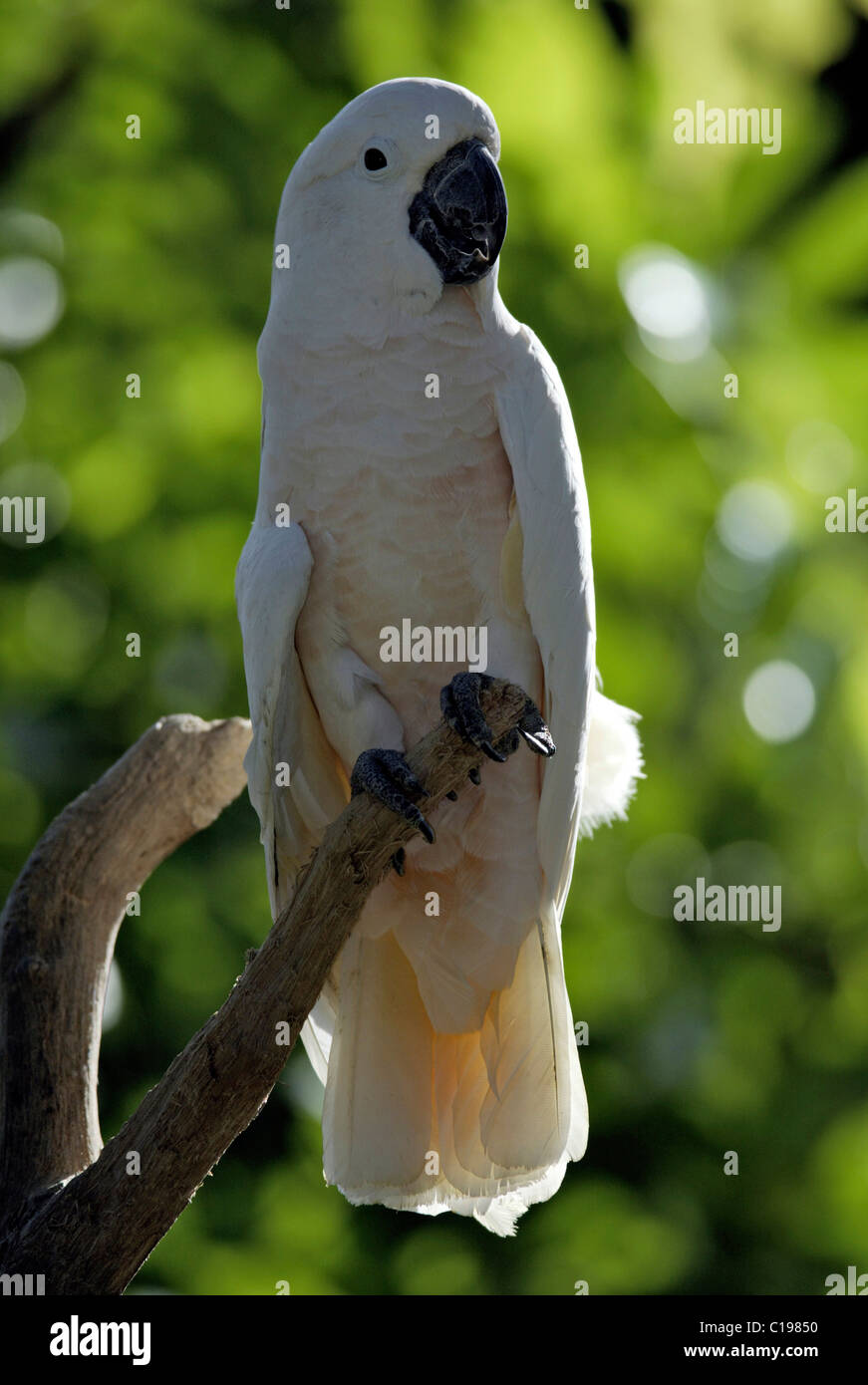 Cacatua delle Molucche o salmone-crested Cockatoo (Cacatua moluccensis), Adulto, nativo nelle Molucche Foto Stock