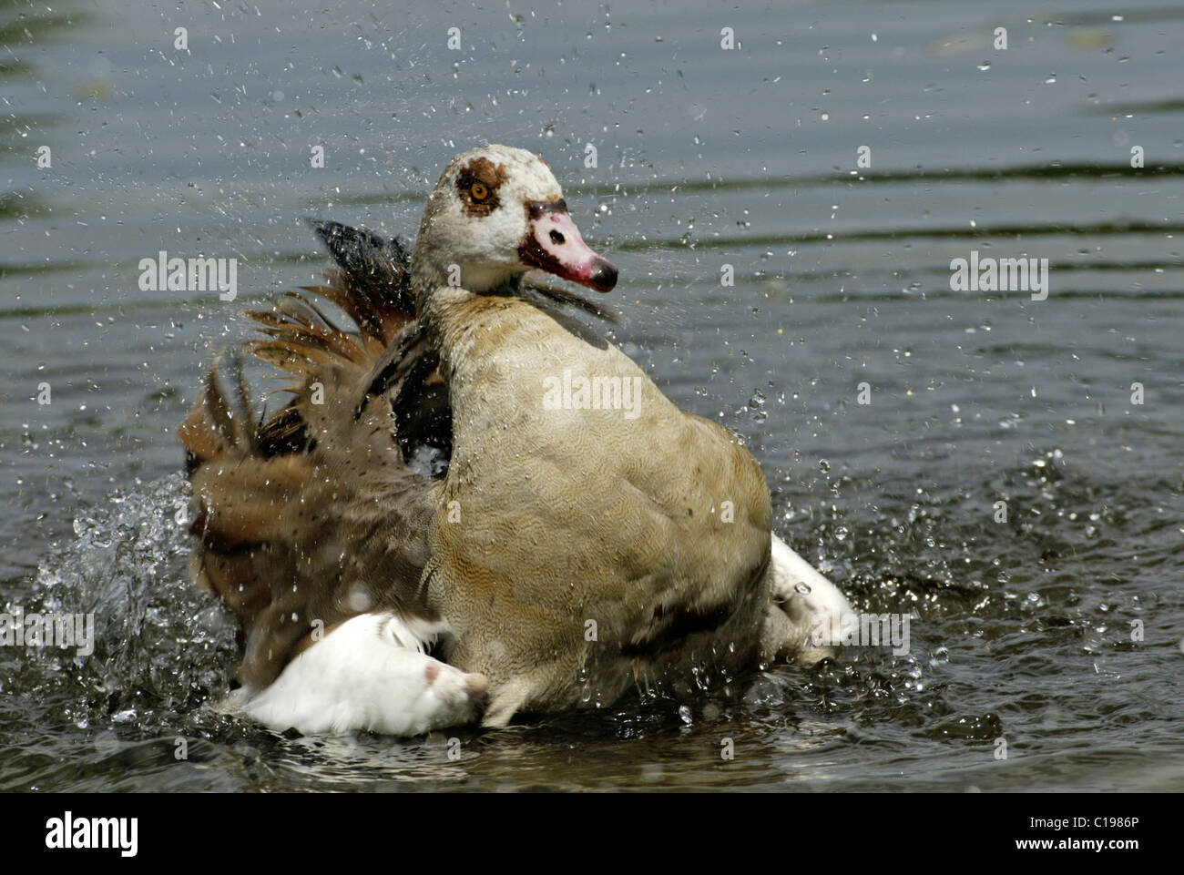 Oca egiziana (Alopochen aegyptiacus), Adulto il lavaggio le sue piume, Africa Foto Stock