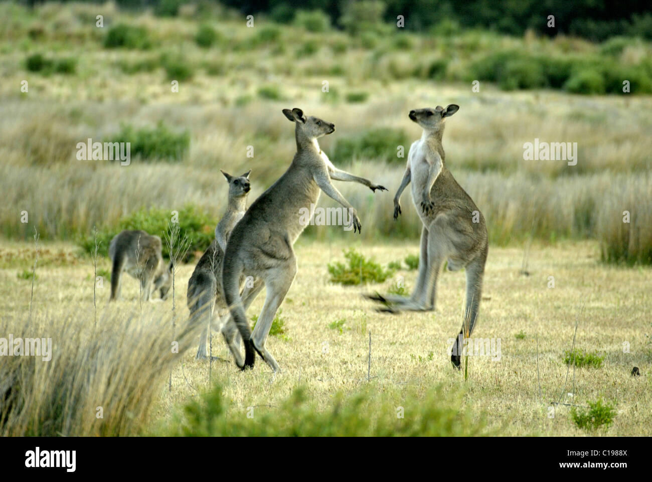 Orientale Canguro grigio (Macropus giganteus), adulti combattimenti, Australia Foto Stock