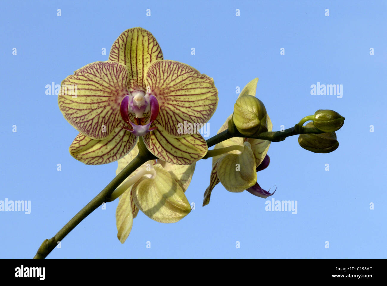 Orchidea (Orchidaceae ibrido), fiore, Heddesheim, Germania Foto Stock