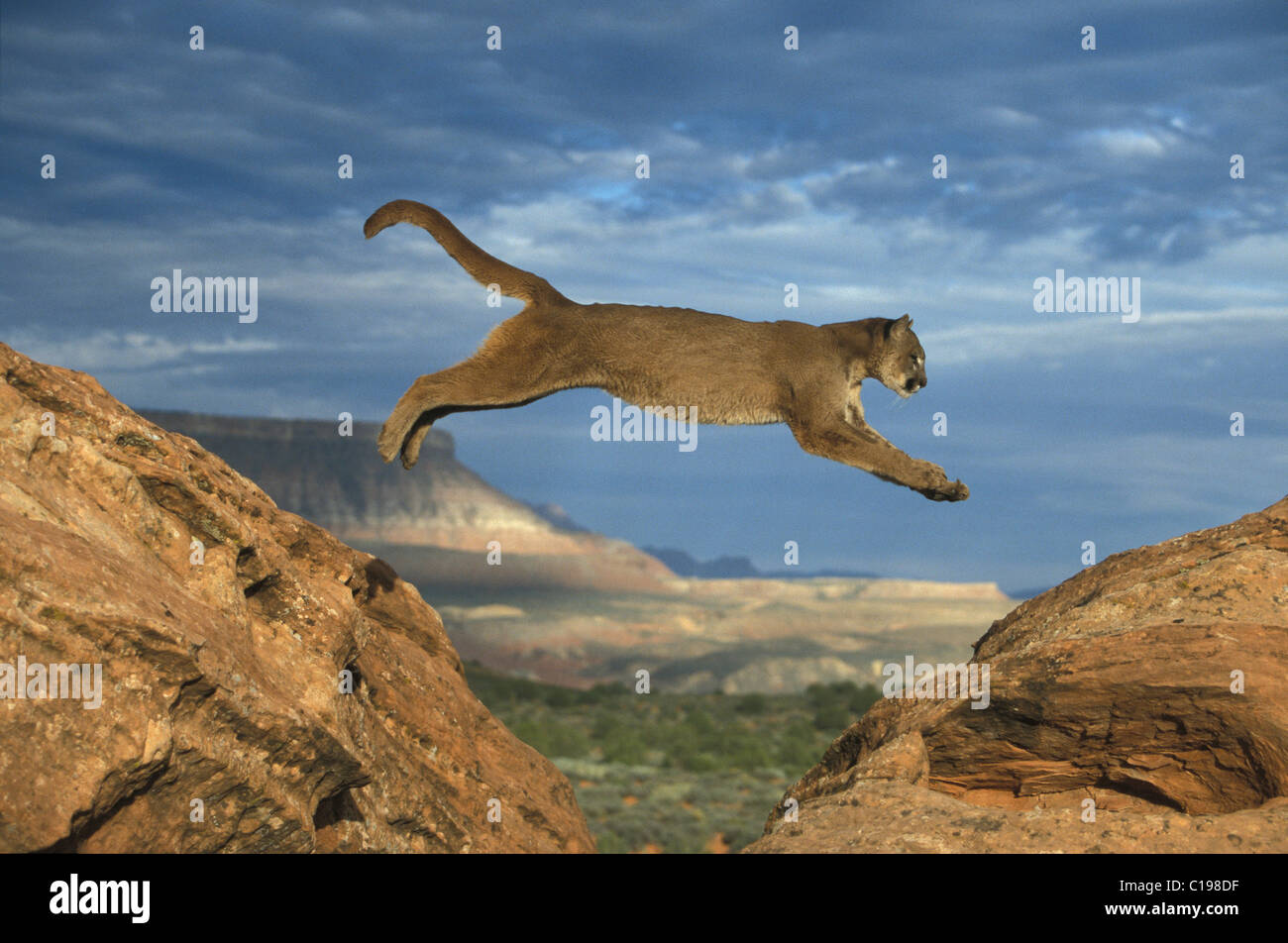 Cougar o Puma (Puma concolor), Adulto saltando tra rocce, Utah, USA, America del Nord Foto Stock