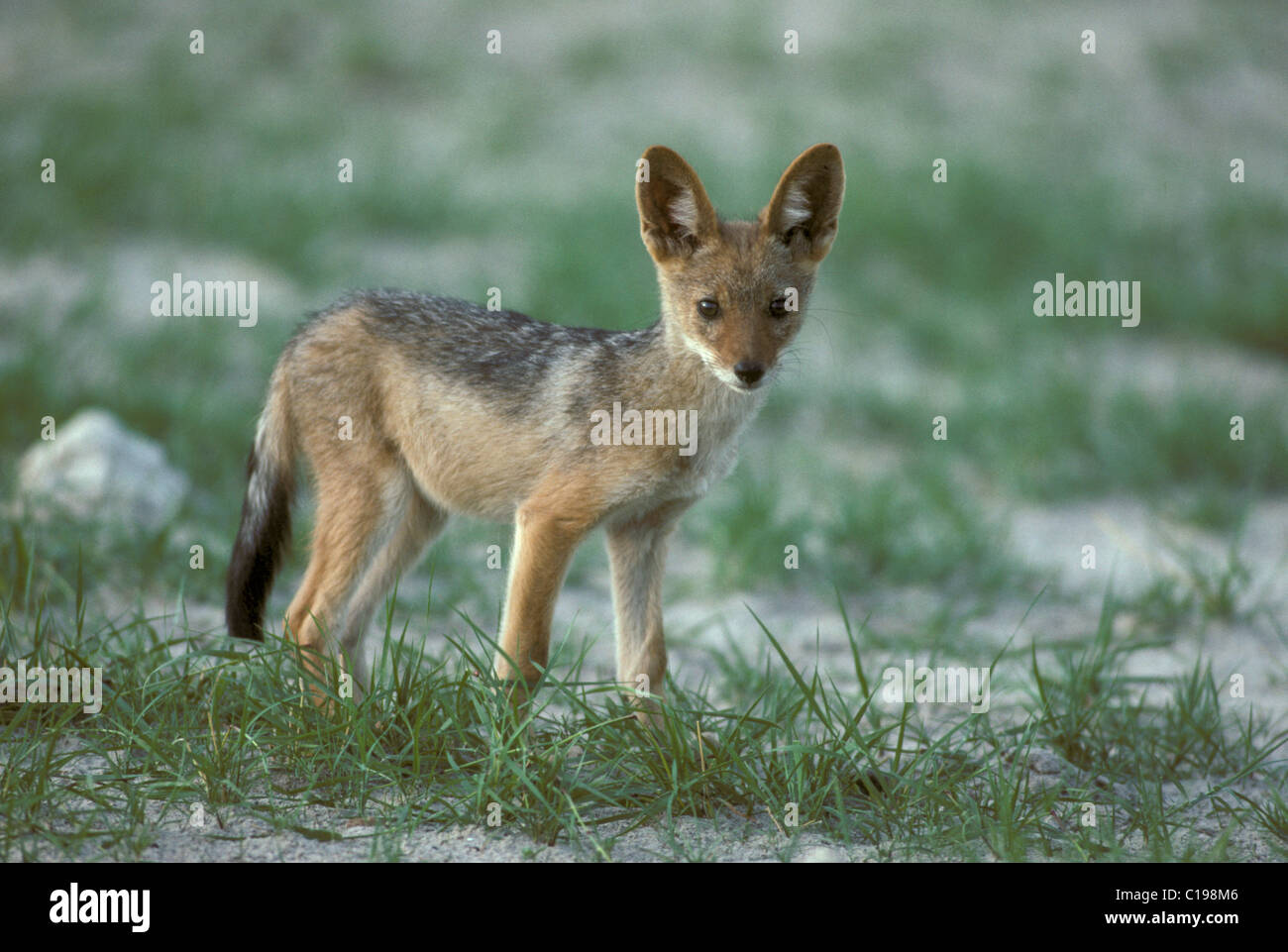 Nero-backed Jackal, o argento-backed Jackal (Canis mesomelas), giovane, Parco Nazionale di Hwange, Zimbabwe Africa Foto Stock