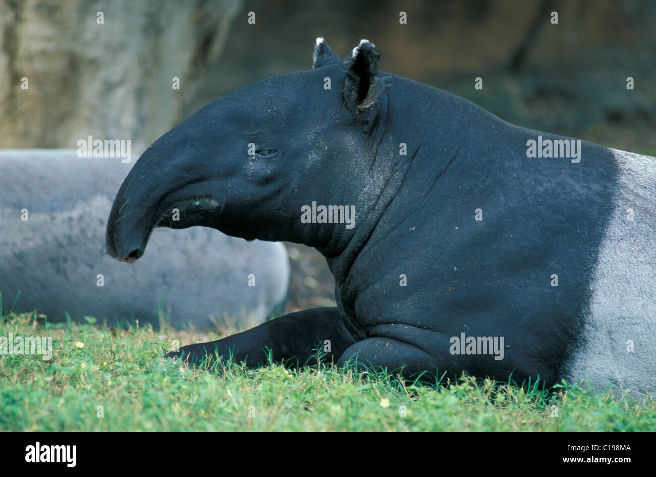 Il tapiro: la malese, o tapiro asiatico (Tapirus indicus), Adulto a riposo, ritratto, trovato in India, Asia Foto Stock