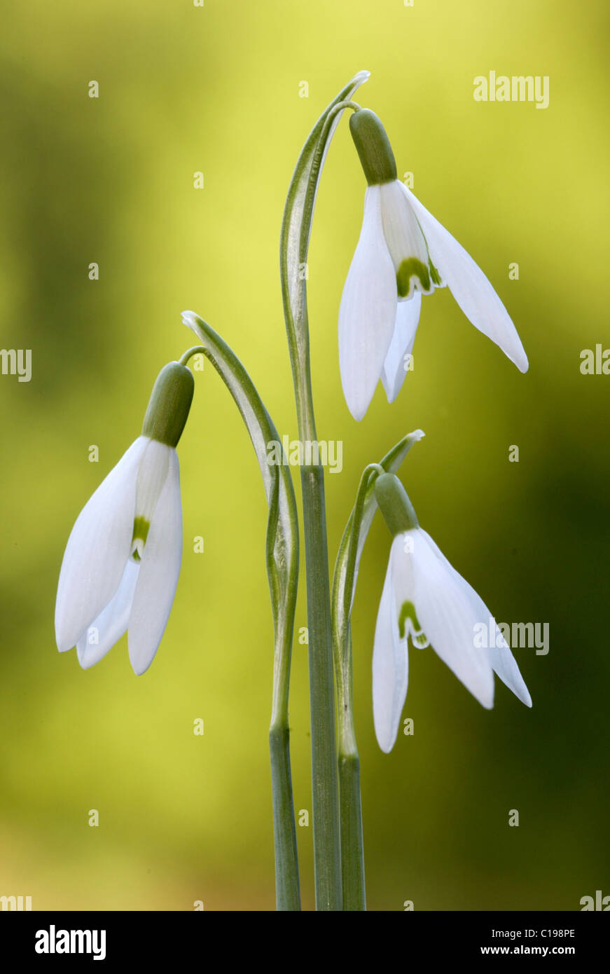 Fioritura comune (Snowdrop Galanthus nivalis) Foto Stock