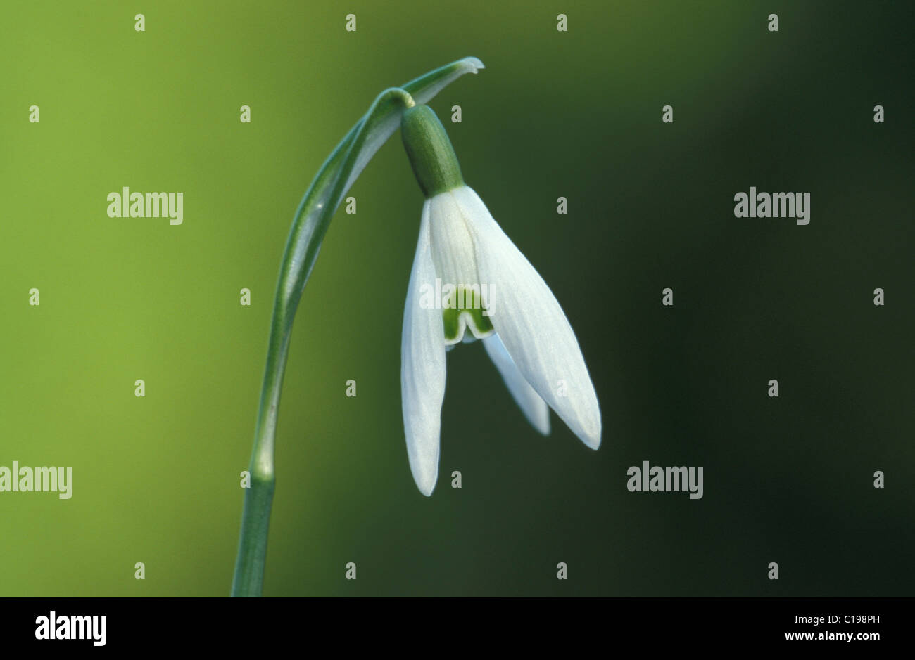 Fioritura comune (Snowdrop Galanthus nivalis) Foto Stock