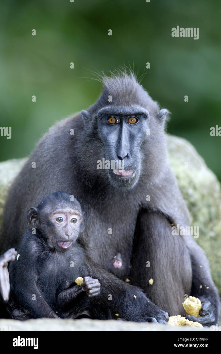 Celebes crestata o macaco crestato macaco nero (Macaca nigra), femmina adulta di alimentazione con un neonato, nativo di Borneo, Celebes Foto Stock