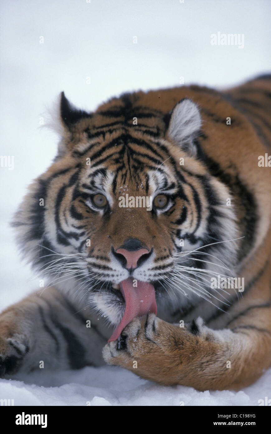 Tigre Siberiana (Panthera tigris altaica), adulto in snow, ritratto, trovati in Asia Foto Stock