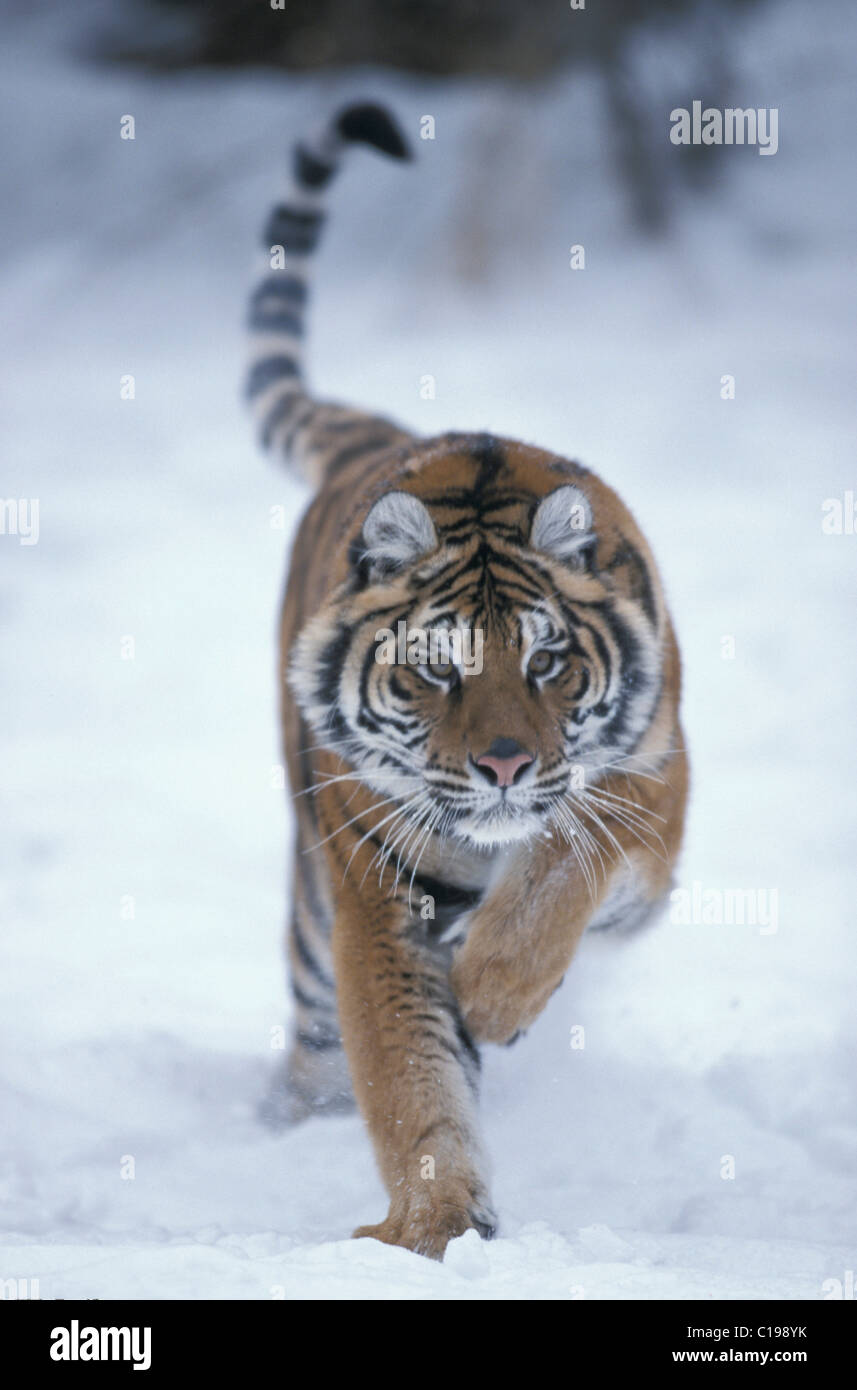 Tigre Siberiana (Panthera tigris altaica), Adulto che saltava e in esecuzione nella neve, trovati in Asia Foto Stock