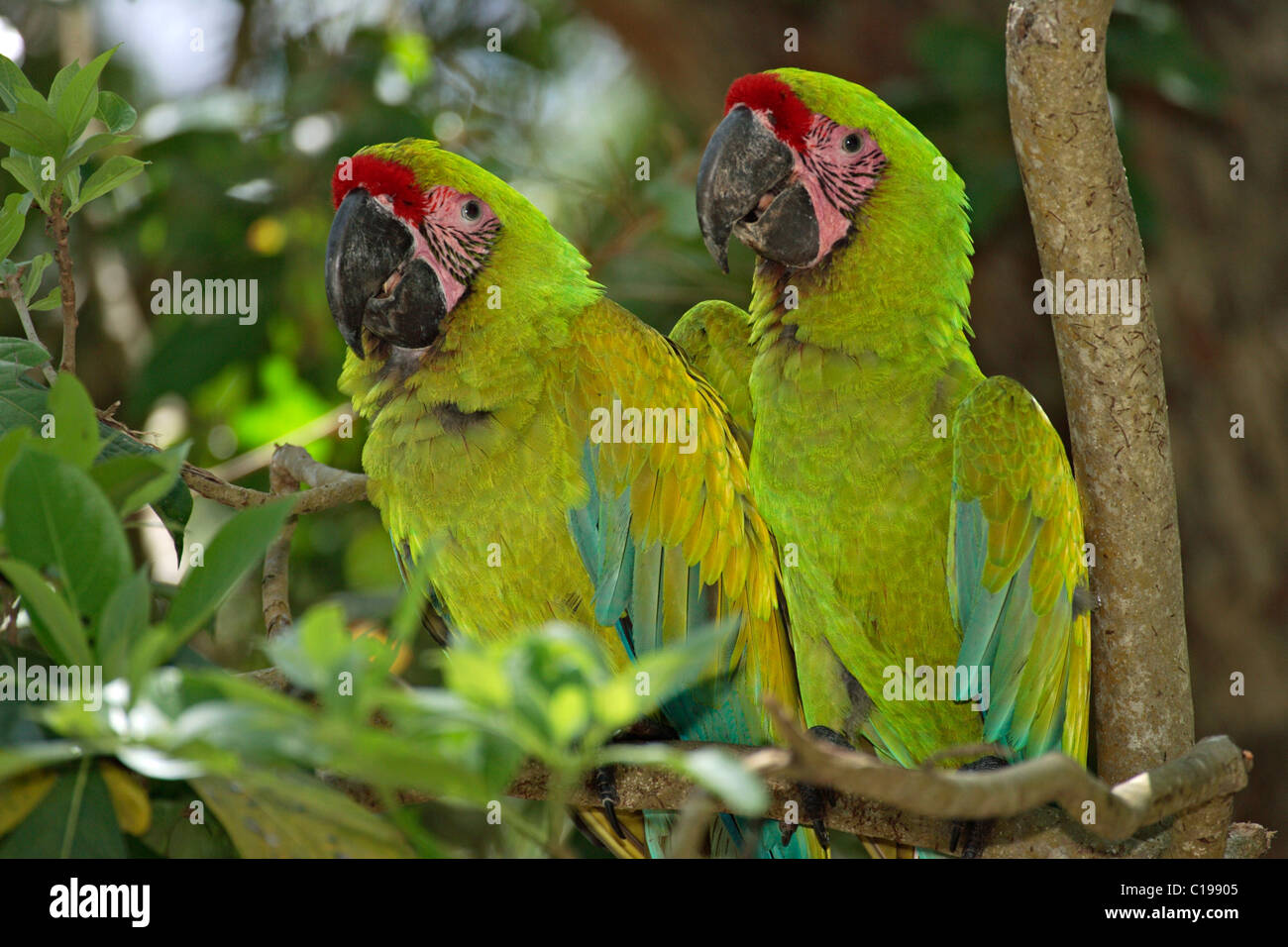 Macaw militare (Ara militaris), Adulto coppia appollaiato su un albero, Roatan, Honduras, America Centrale Foto Stock