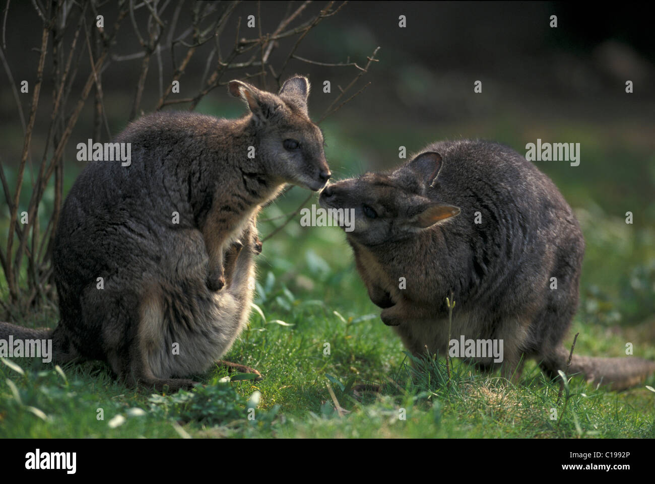 Tammar Wallaby (Wallabia eugenii), coppia, baciare, il comportamento sociale, nativo di: Australia Foto Stock