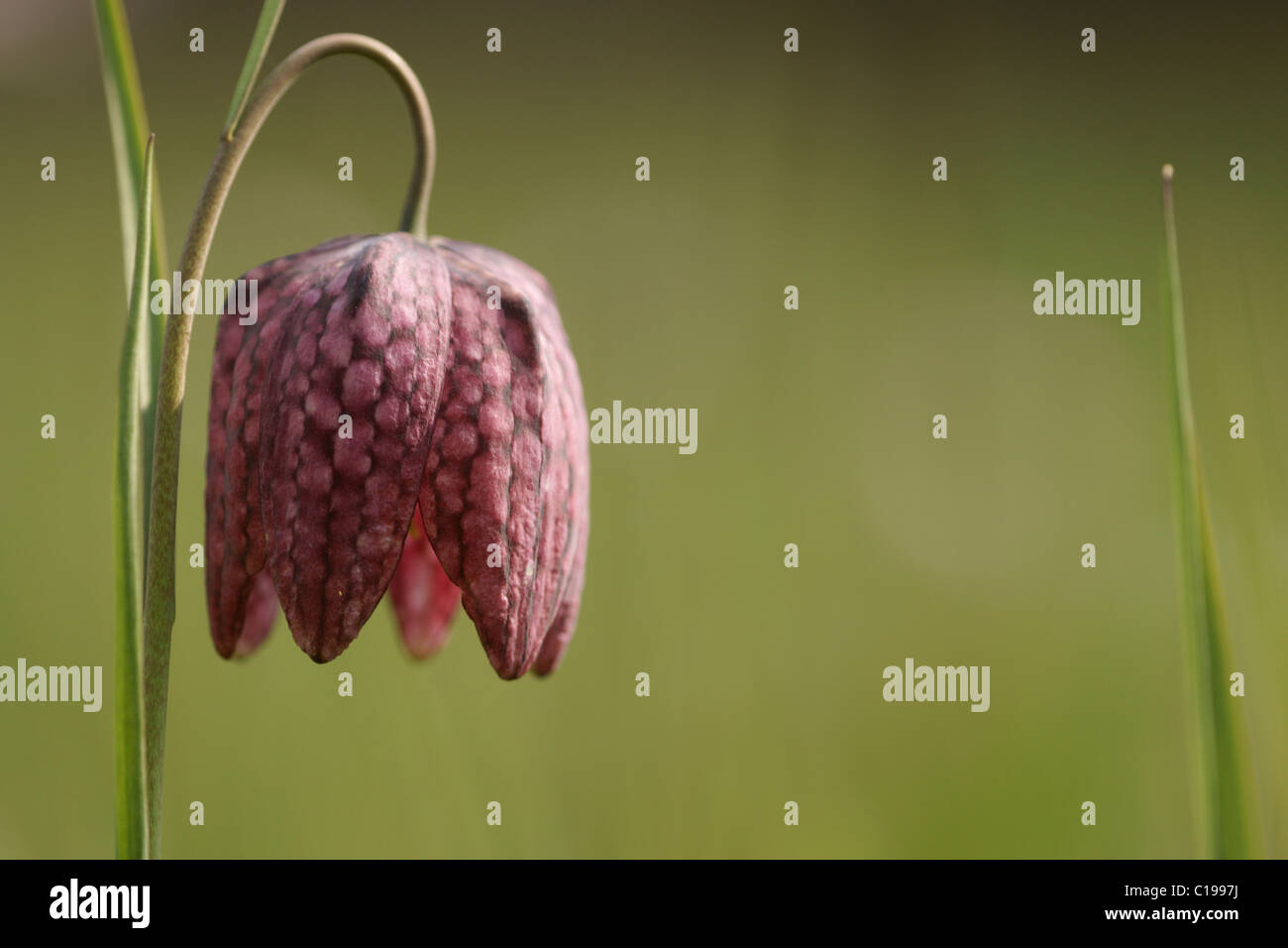 Fritillary o Snake Head Fritillary (Fritillaria meleagris) Foto Stock