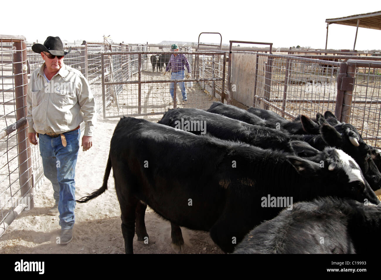 Il Rancher controllo capi di bestiame consegnato a un cantiere di bestiame prima della vendita ad ovest del Texas. Foto Stock
